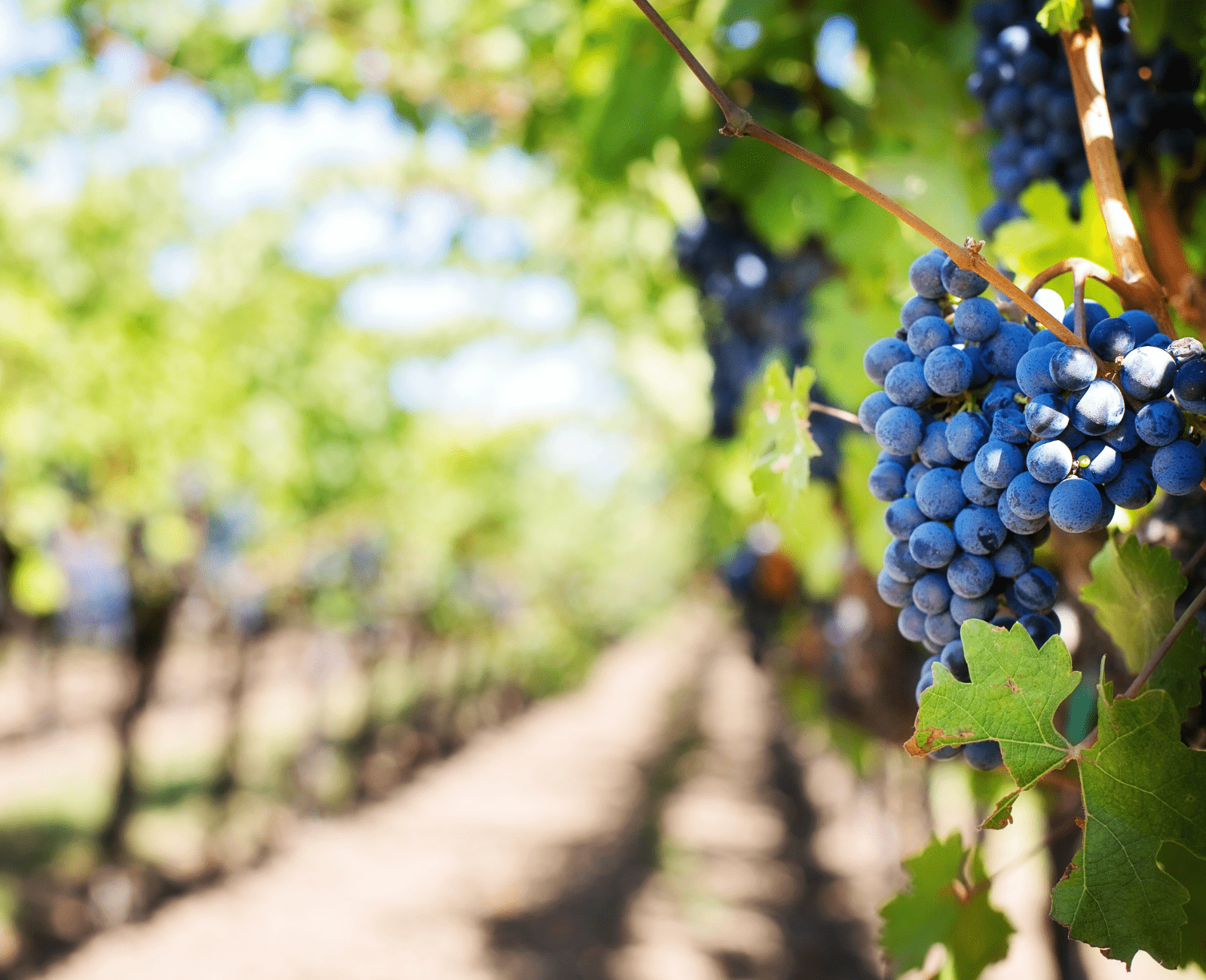 Agent immobilier expert en vente de propriétés de luxe Angers Centre 49000 en Maine-et-Loire